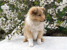 puppies