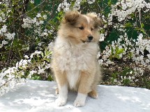 puppies
