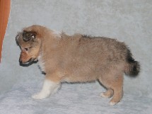 puppies