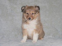 puppies