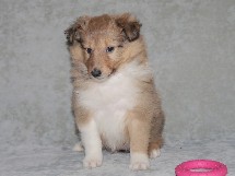 puppies