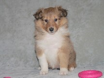 puppies