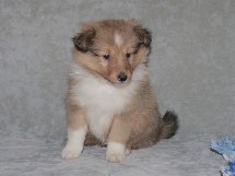 puppies