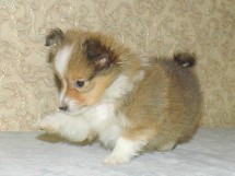 puppies