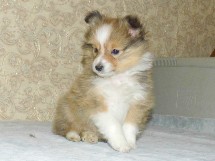 puppies
