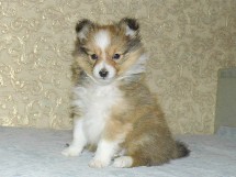 puppies
