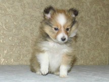 puppies