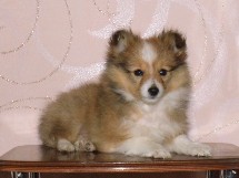 puppies