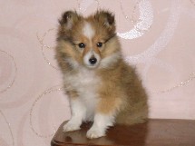 puppies
