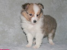 puppies