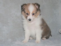 puppies
