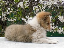 puppies