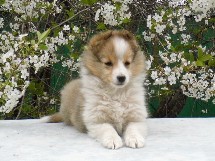 puppies