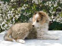 puppies