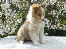 puppies
