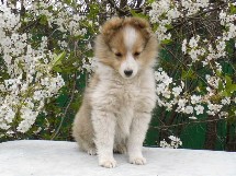 puppies