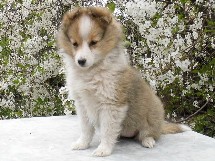 puppies