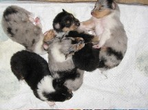 puppies