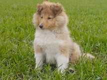 puppies