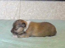 puppies
