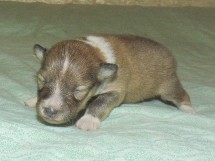 puppies