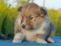puppies