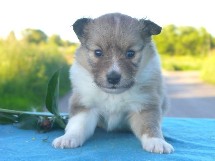 puppies