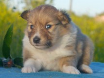 puppies