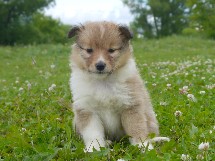 puppies