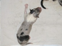 puppies