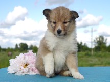 puppies