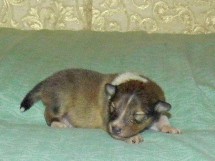 puppies