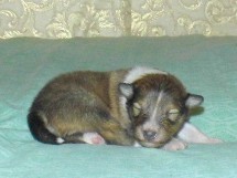 puppies