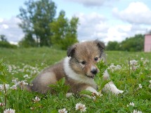 puppies