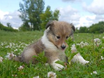 puppies