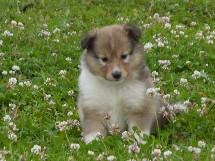 puppies