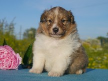 puppies