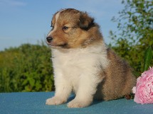puppies