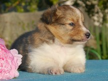puppies