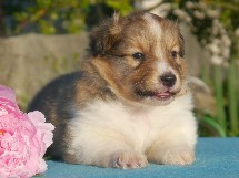 puppies