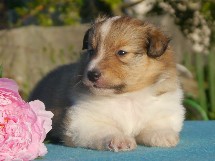 puppies
