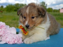 puppies