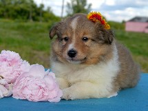 puppies