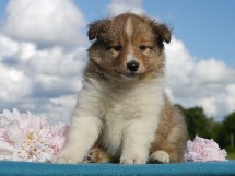 puppies
