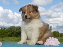 puppies