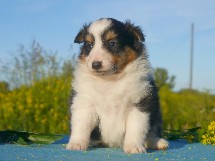 puppies