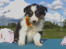 puppies