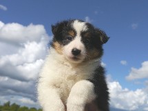 puppies