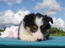 puppies