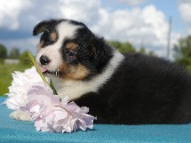puppies
